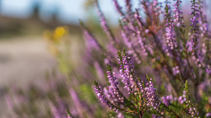 Heidschnuckenweg Lüneburger Heide 