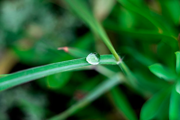 water drop on a green leaf