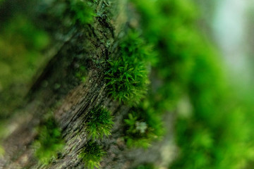 close up of green moss