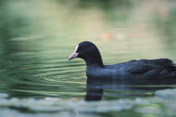 Close-up of a mother coot swimming in the water,
It is a beautiful sunny summer morning, Dutch wildlife, animals from the city park, nice soft background