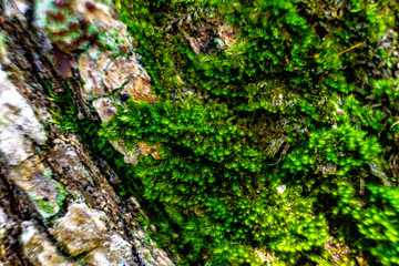 lichen on tree bark