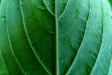 green leaf macro