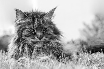 Katze Portrait schwarz weiß