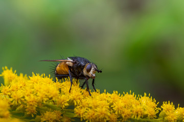 Fliege auf gelber Blume