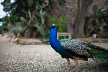 Obraz premium peacock with feathers