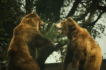 Two Grizzly Bears Playing and Hugging