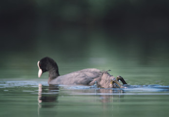 Coot with chick in the water, Chick coot dives in the water for food, it is a beautiful sunny summer morning, Dutch wildlife, animals from the city park,
