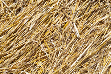 Close up of straw background texture.