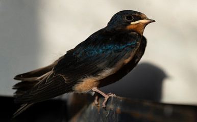 The barn swallow (Hirundo rustica). The nestling flew out of the nest and waits for the feeding.