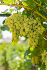 Bunch of White grapes in the vineyard. Winemaking in Moldova. © Piotr