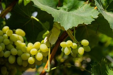 Bunch of White grapes in the vineyard. Winemaking in Moldova.