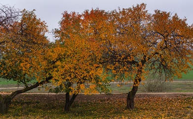 Cherry tree with reddening leaves. Autumn, fall landscape with a tree full of colorful, falling leaves, sunny blue sky. Perfect seasonal theme. Flora with red-scarlet foliage.