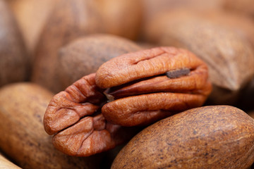 Pecan (Carya illinoinensis) is a species of hickory native to northern Mexico. The seed is an edible nut.