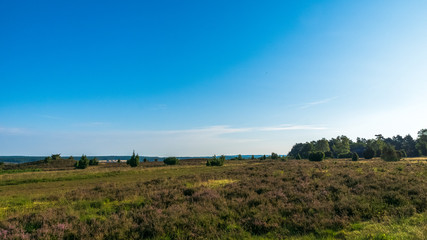 Fototapeta na wymiar Heidschnuckenweg Lüneburger Heide 