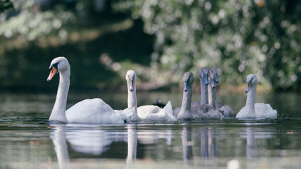 Beautiful swan family swims by in the water. It's a beautiful sunny summer morning, Dutch wildlife, animals from the city park, blurred bushes in the background