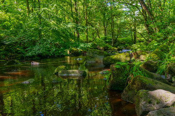 Stream in the forest