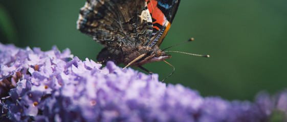 Side view of a beautiful Red admiral butterfly with closed wings on a purple butterfly bush, blurred background, insect photo, macro photography, close-up