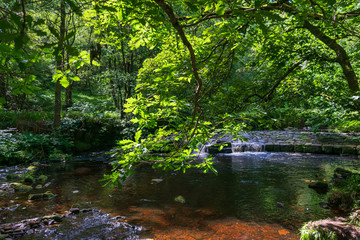 Fototapeta na wymiar Tree near the stream in the forest