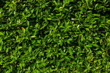 Fototapeta na wymiar Green leaves background,the natural walls texture.03