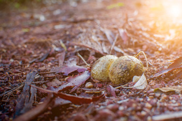 Mushroom and ucaliptus Bark, on the floor..Close-up of Horse Dung Fungus (pisolithus calongei),(Pisolithus abditus).