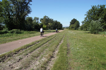 Obraz premium Dutch cycle path to the dunes and forest with cyclists and a dog. Wheel tracks on the roadside in the grass. Summer, August, Netherlands, near the village of Bergen