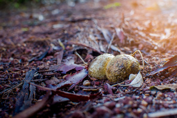 Mushroom on the floor, Close-up of Horse Dung Fungus (pisolithus calongei),(Pisolithus abditus).