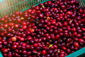 red cherry coffee beans fresh and natural in green plastic basket
