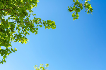 Green leaves against blue sky