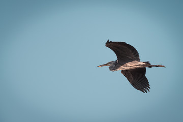 Gray heron flies by on a beautiful summer morning
Nature photo, Dutch wildlife