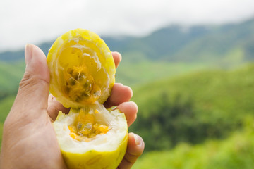 Yellow passion fruit on hold hand, with green blurred background, Organic fruit for healthy.
