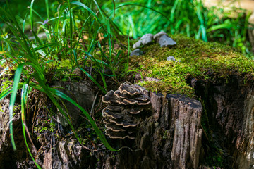 Fungi on a tree trunk