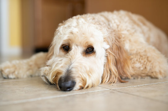 dog resting, golden doodle resting. tired dog, 