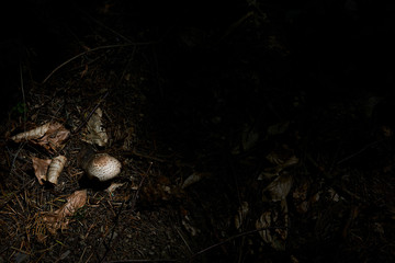 Mushromms on thee forest floor in a damp, wet dark forest