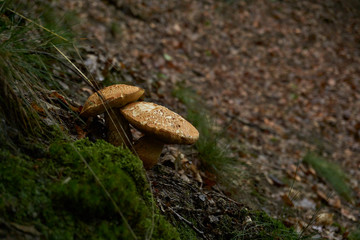Mushrooms a lush autumn forest in west Germany