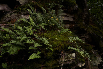 fern in the  lush, green , dark forest with rocks in background