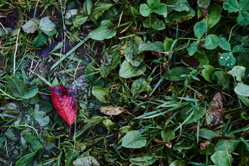 red leaf as first sign of autumn amids green grass, autumn ist coming