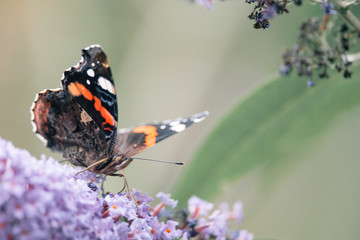 Side view of a beautiful Red admiral butterfly with closed wings on a purple butterfly bush, blurred background, insect photo, macro photography, close-up