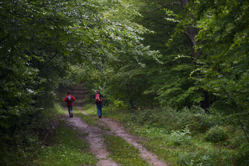 Obraz premium hikers going down a lush green forst path