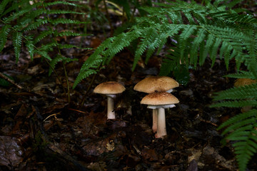 three Mushrooms in a wet, lush green forest environment