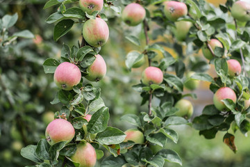 many ripe fresh apples on a branch of an apple tree with yellow and red overflow