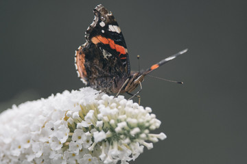 Beautiful atalanta butterfly(Vanessa atalanta) is eating nectar on a white butterfly bush, nature photo, dutch wildlife, insect photo. Macro photography, close-up, insect, Red admiral butterfly