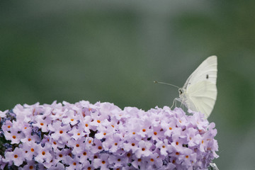 Side view of a Cabbage White butterfly eating nectar from a purple flower of a butterfly bush,...