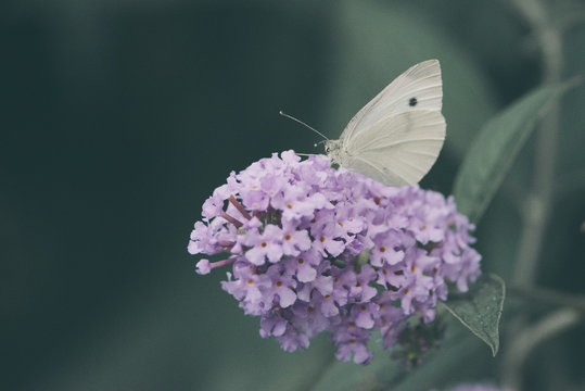 Side view of a Cabbage White butterfly eating nectar from a purple flower of a butterfly bush, Nature photo, dutch wildlife, city park, insect photo. Macro photography, close-up, insect, dreamy