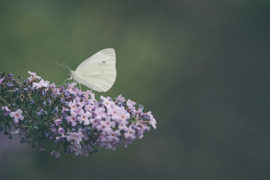 Side view of a Cabbage White butterfly eating nectar from a purple flower of a butterfly bush, Nature photo, dutch wildlife, city park, insect photo. Macro photography, close-up, insect, dreamy