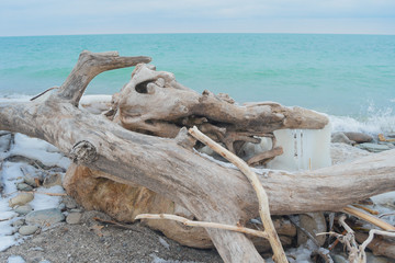 Frozen coast, dead trunk