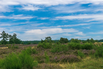 Heidschnuckenweg Lüneburger Heide 