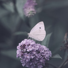 Side view of a Cabbage White butterfly eating nectar from a purple flower of a butterfly bush, Nature photo, dutch wildlife, city park, insect photo. Macro photography, close-up, insect, dreamy