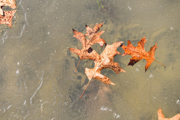 Leaves in frozen water