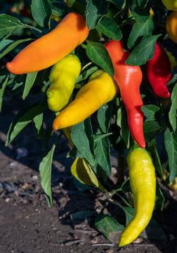 Colorful Yellow, Orange and Red Peppers on Plant