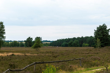 Heidschnuckenweg Lüneburger Heide 